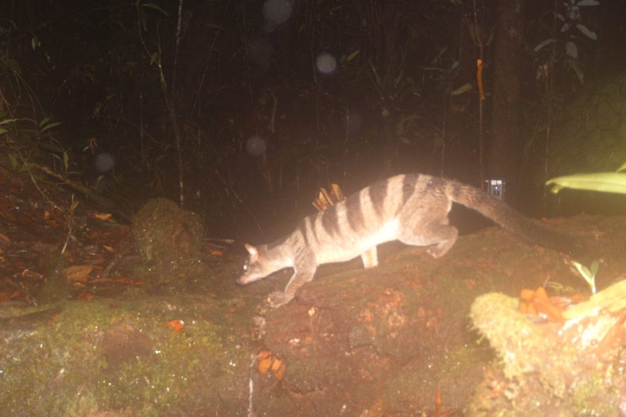 Banded Civet