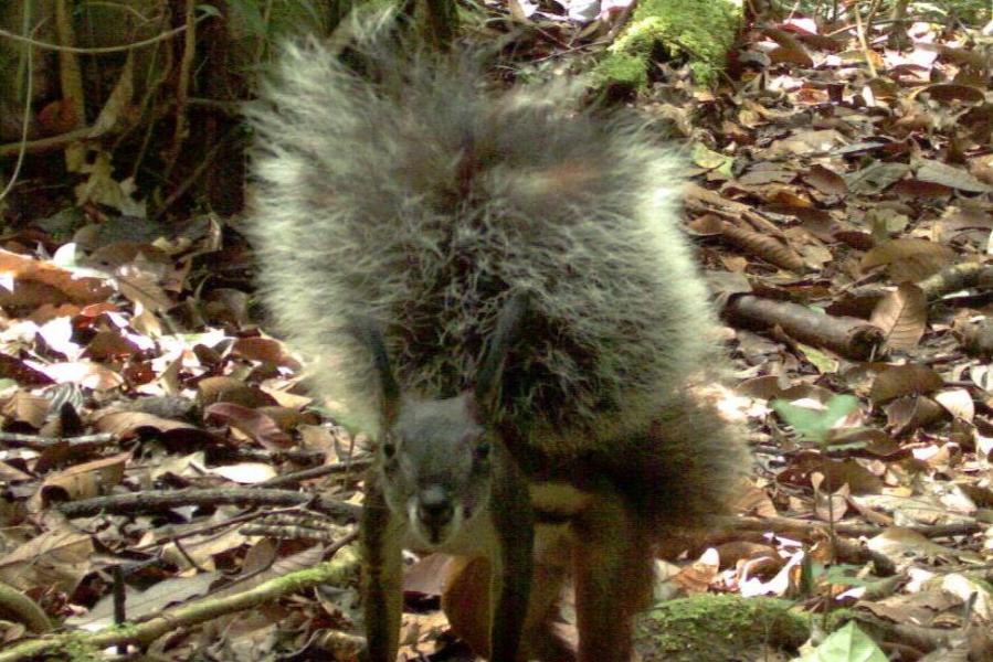 Tufted Ground Squirrel