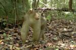 Pig-tailed Macaque