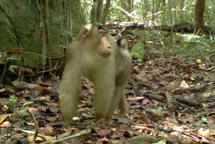 Pig-tailed Macaque