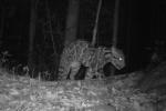 Sunda Clouded Leopard