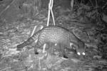 Malay Civet