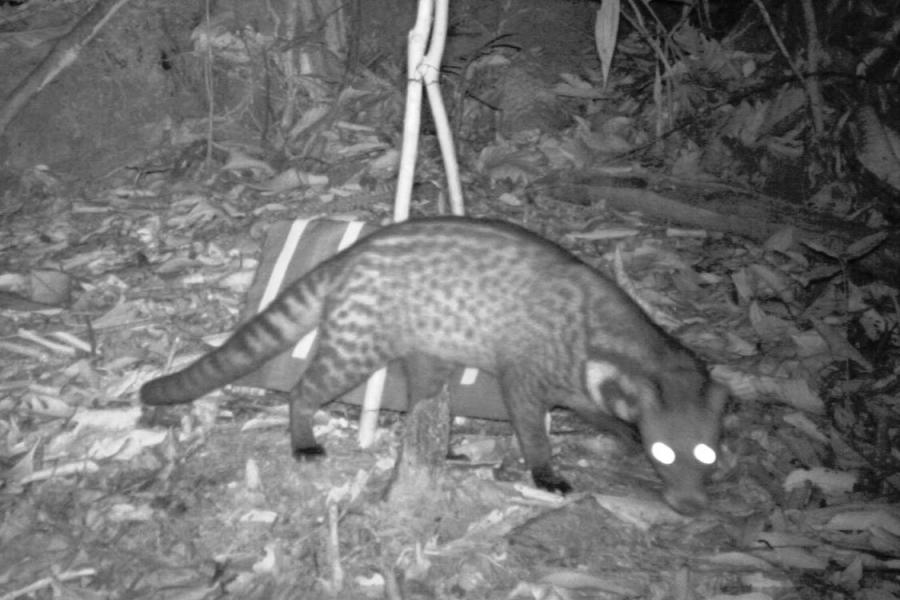 Malay Civet