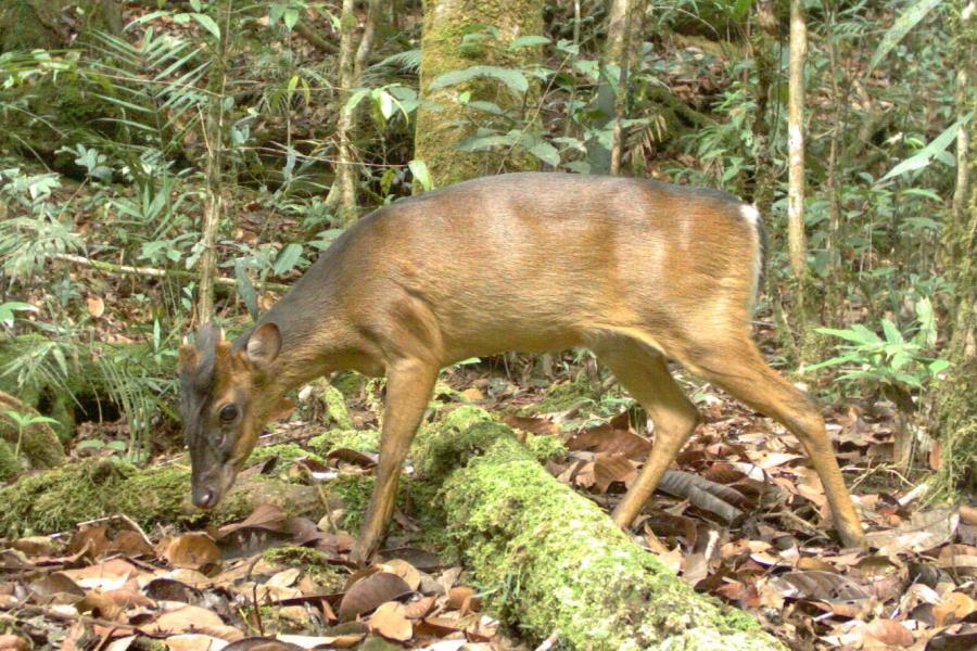 Muntjac