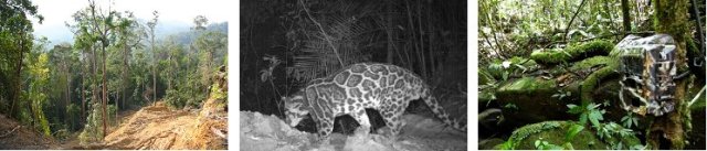 Camera-trapping wildlife in the Sela'an Linau Forest Management Unit