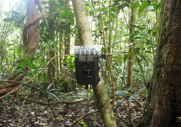 Camera-trap in field