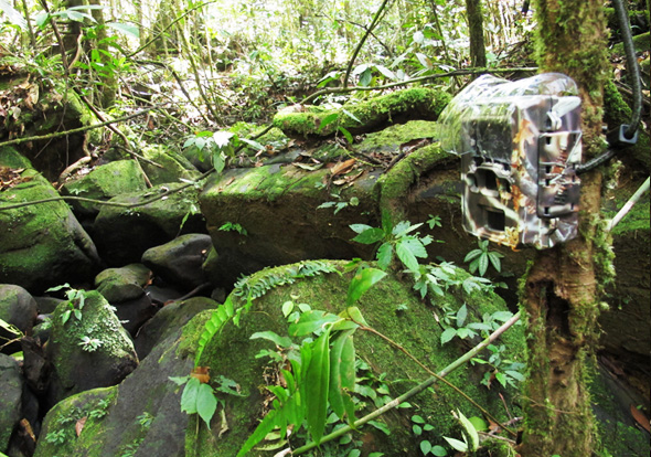 Camera-trap in field