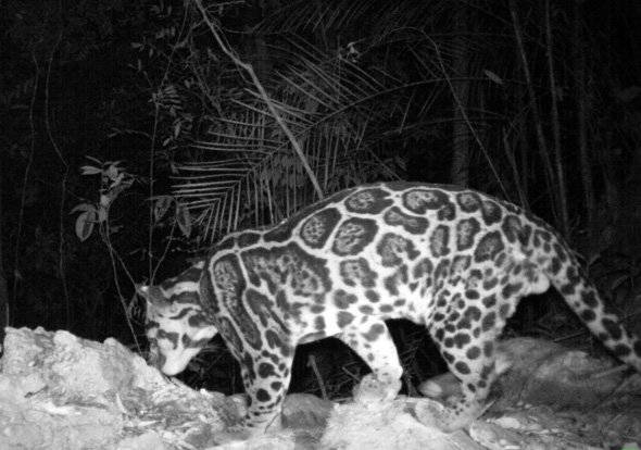 Sunda Clouded Leopard