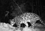 Sunda Clouded Leopard