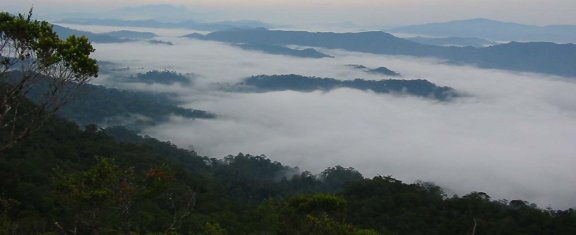 Sela'an Linau Forest Management Unit