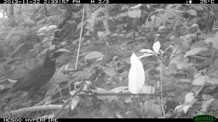 Bushy-crested Hornbill