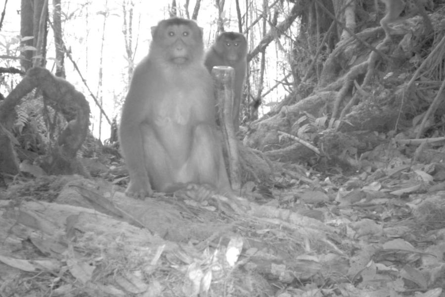 Pig-tailed Macaque