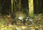 Malay Civet