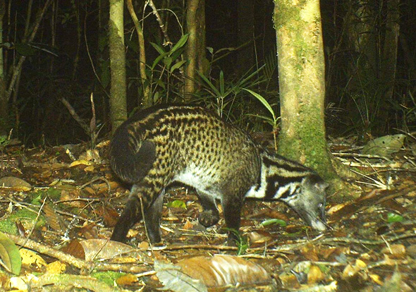 Malay Civet