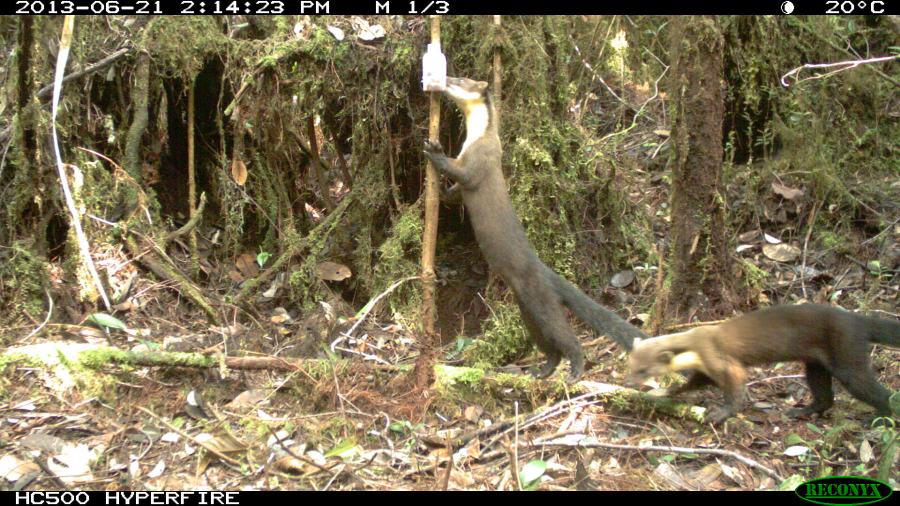Yellow-throated Marten