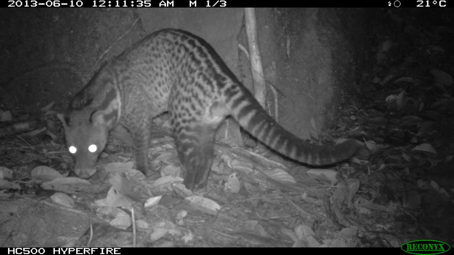 Malay Civet