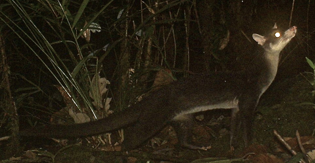 HOSCAP - Hose's Civet