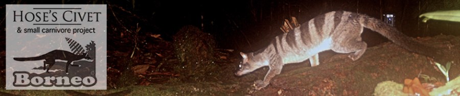 HOSCAP - Banded Civet