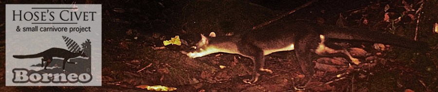 HOSCAP - Hose's Civet