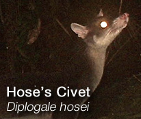 HOSCAP - Hose's Civet