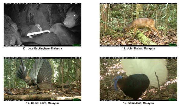 Vote for HOSCAP Borneo