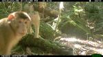 Pig-tailed Macaque