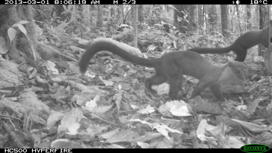 Yellow-throated Marten