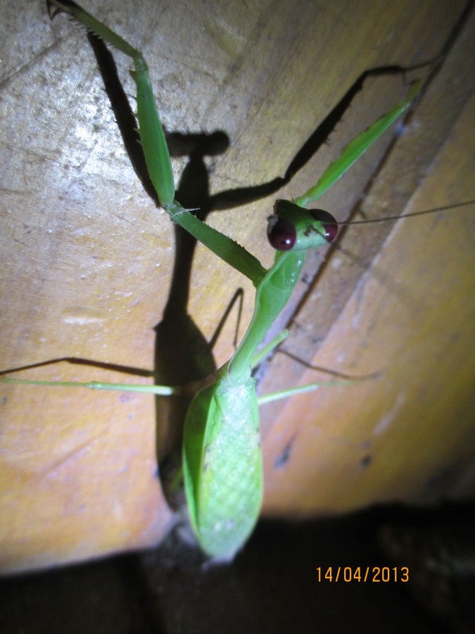 Praying Mantis