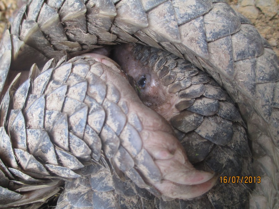 Pangolin