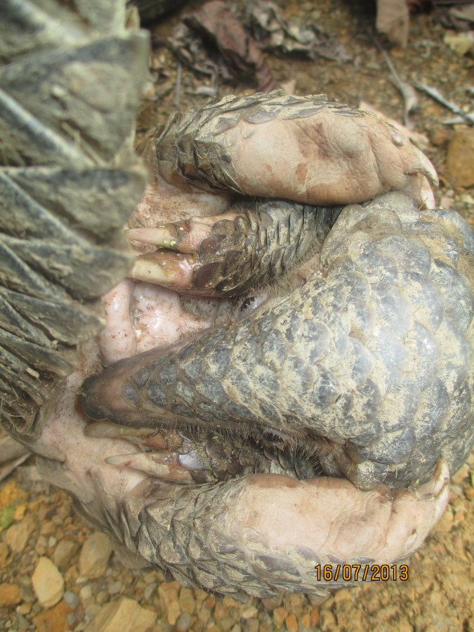 Pangolin
