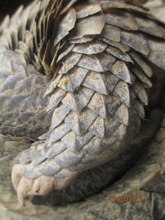 Pangolin