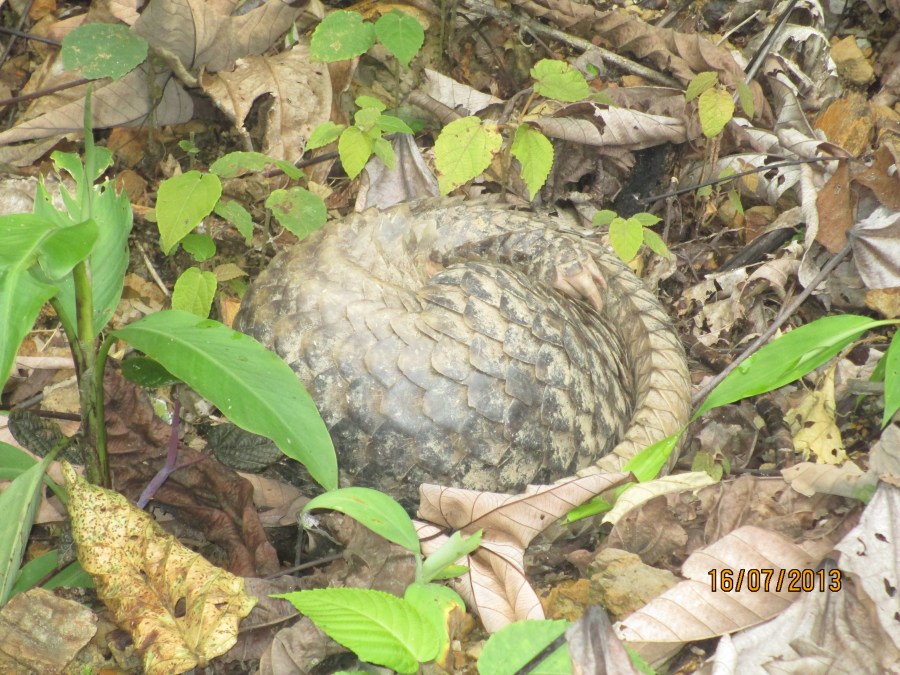 Pangolin