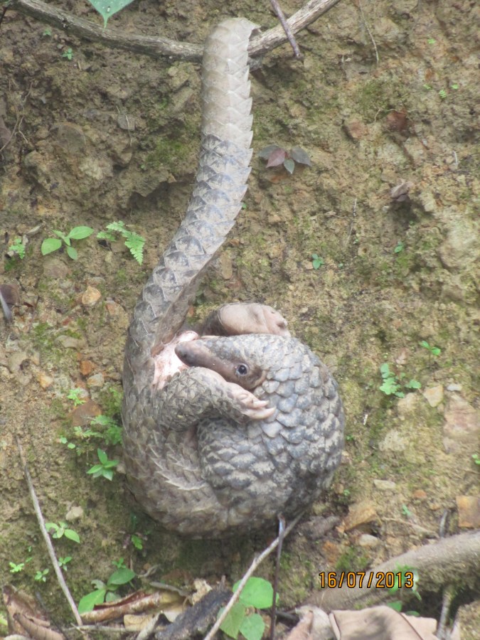 Pangolin