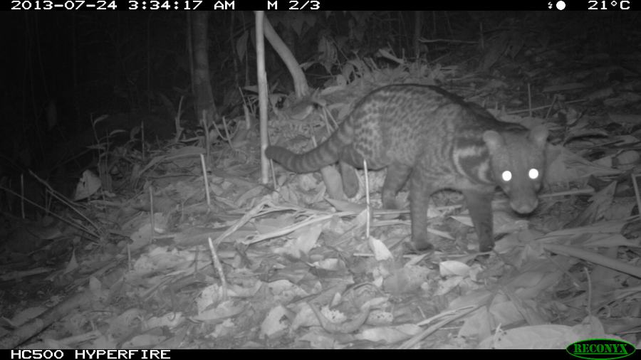 Malay Civet