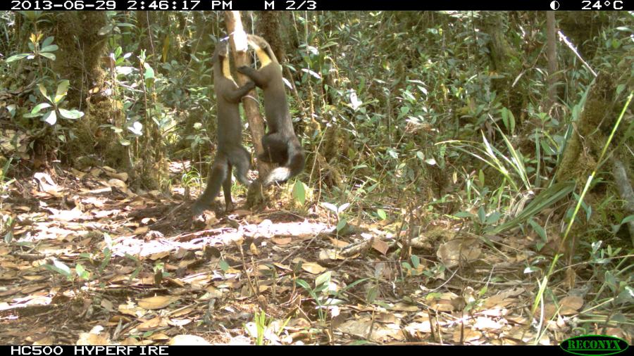Yellow-throated Marten