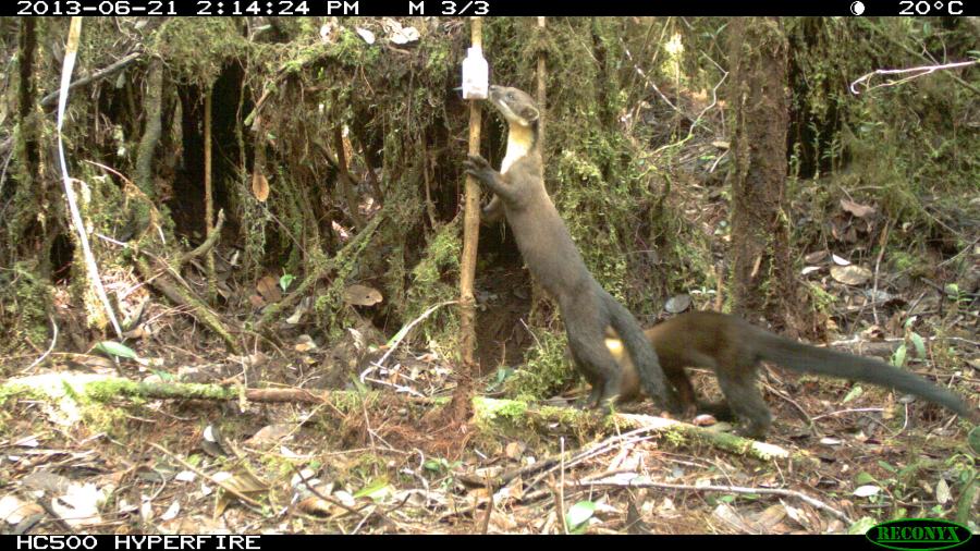 Yellow-throated Marten