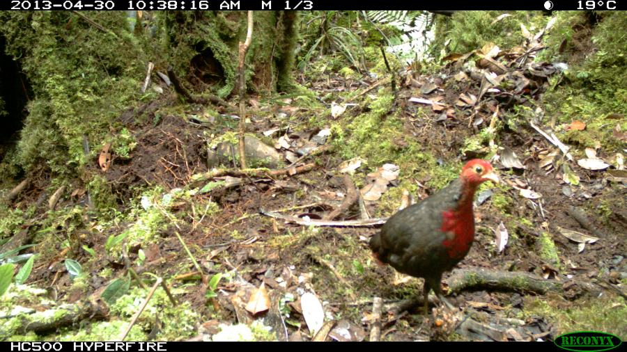 Crimson-headed Partridge