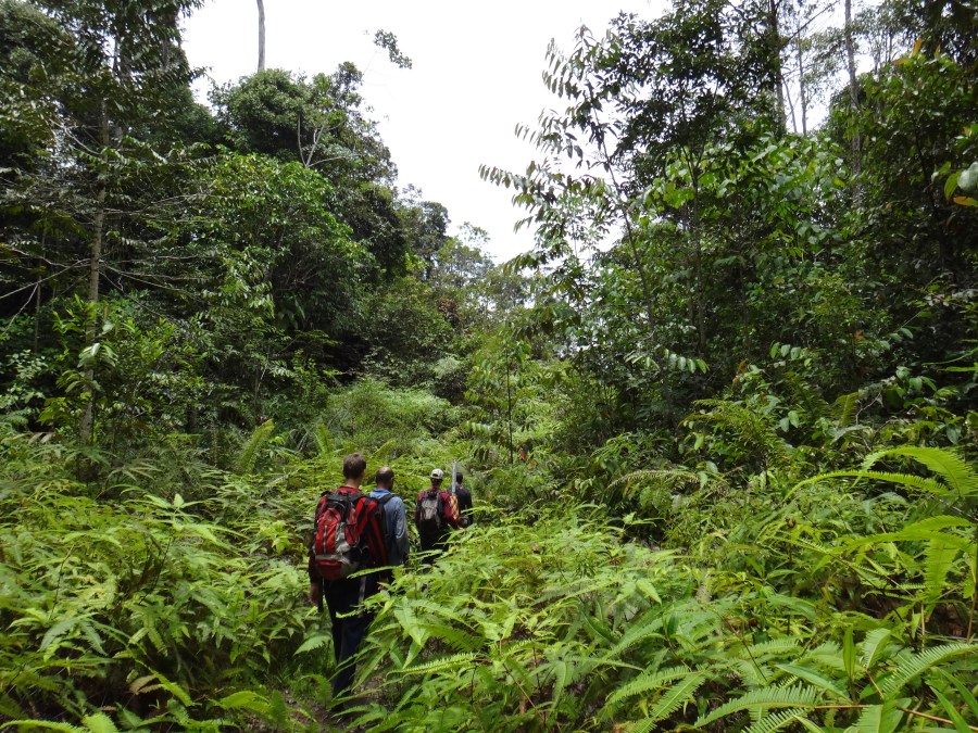 Through thick undergrowth