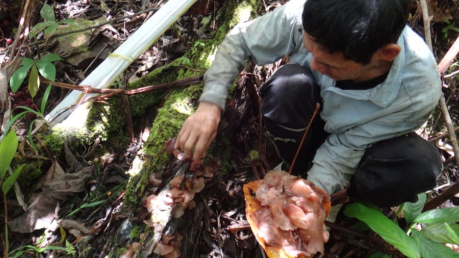 Collecting mushrooms