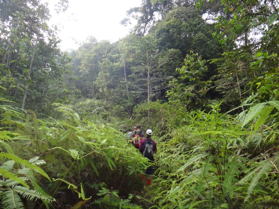 Overgrown logging road