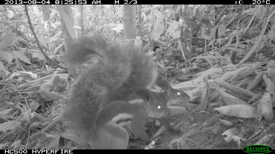 Tufted Ground Squirrels