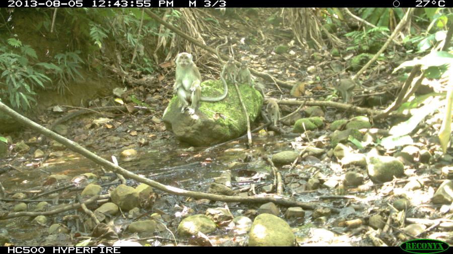 Long-tailed Macaques