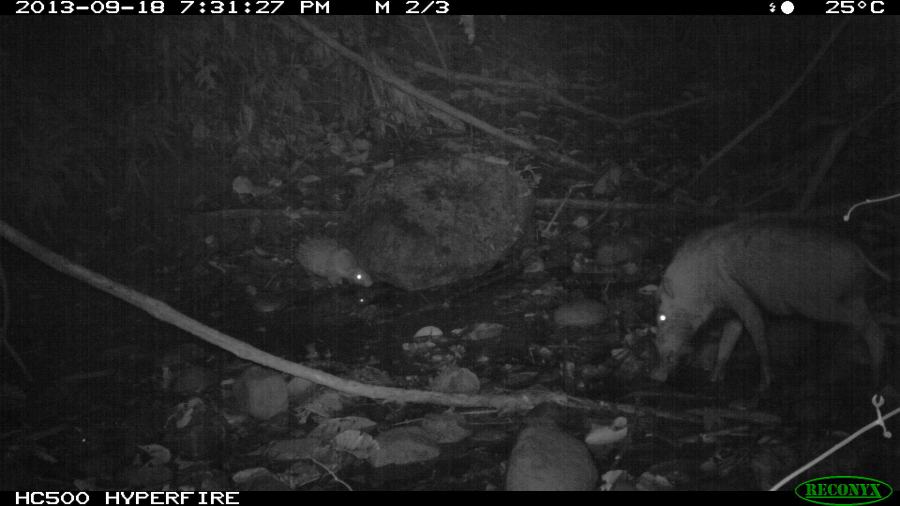 Porcupine and Bearded Pig