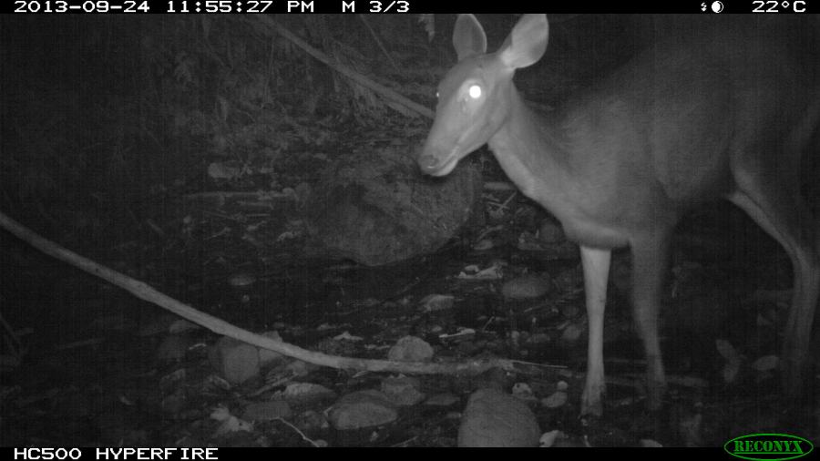 Female Sambar Deer