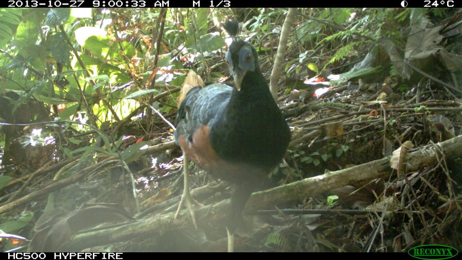 Crested Fireback