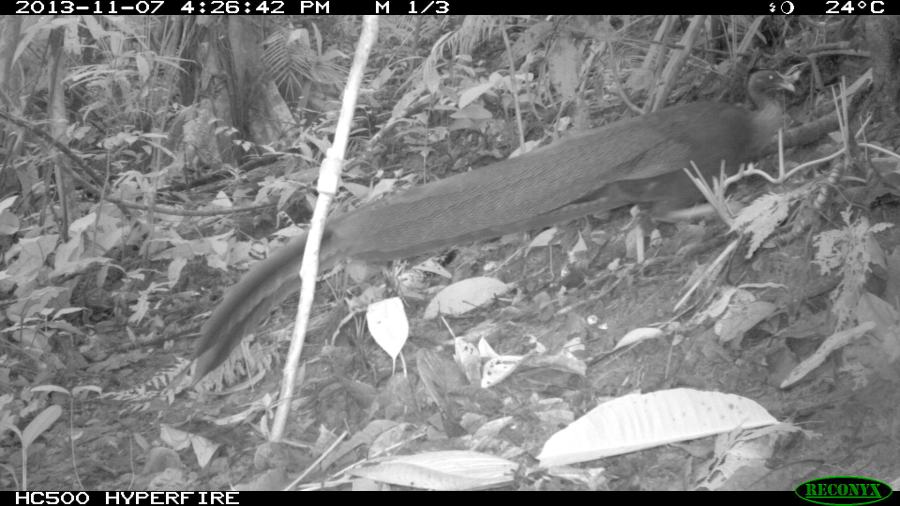 Great Argus Pheasant