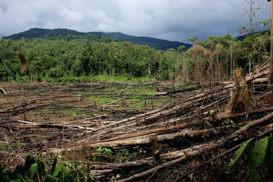 Slash and burn field aka temuda on the walk from Long Main to Long Kepang