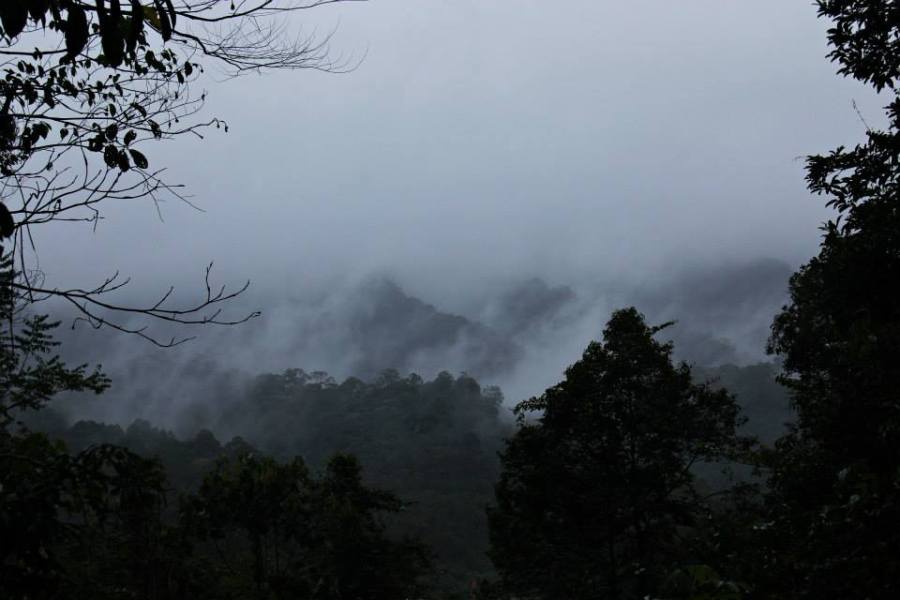 View of the forest on a rainy, misty morning