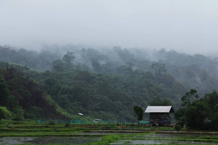 Rice fields in Long Lellang on a rainy morning