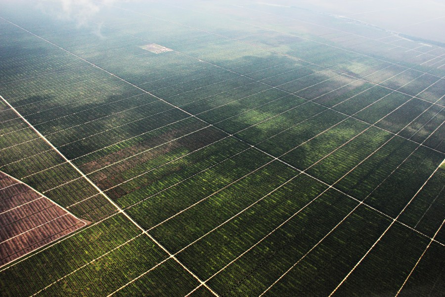 Palm oil Plantation